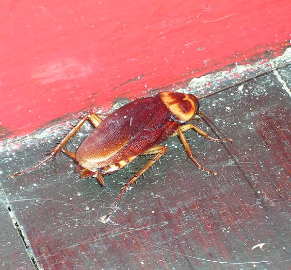 Une blatte, très commune à Rio