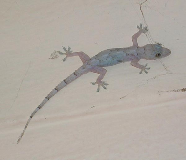 Un lézard qui courait la nuit sur les murs de la pension